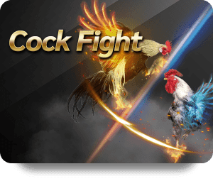 ชนไก่